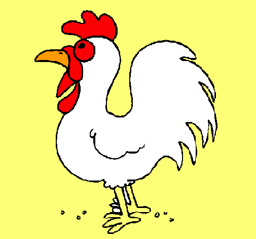 Gallo de granja