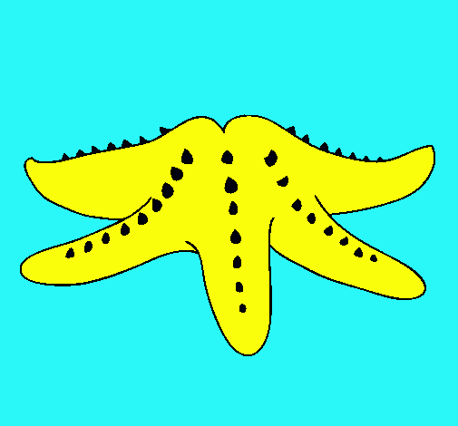 Estrella de mar