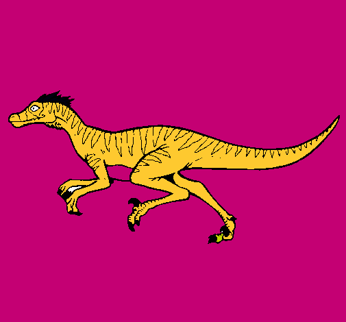 Velociraptor