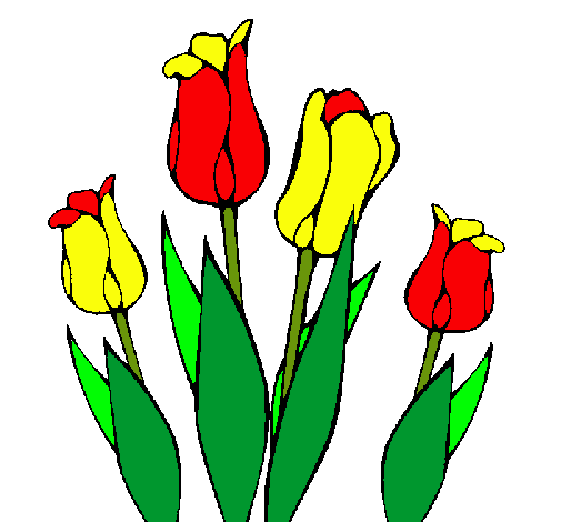 Tulipanes