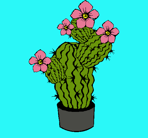 Flores de cactus