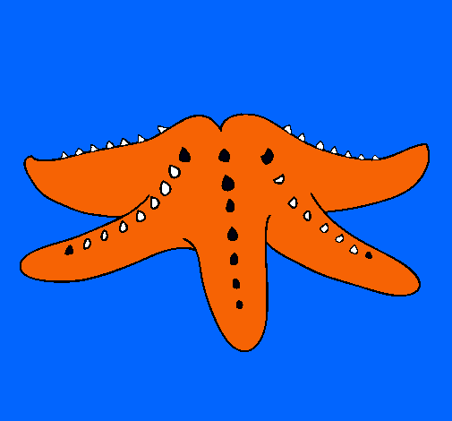 Estrella de mar