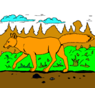 Dibujo Coyote pintado por isabel