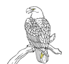 Dibujo Águila en una rama pintado por aron