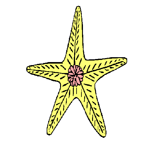 Estrella de mar