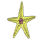 Dibujo Estrella de mar pintado por catalina