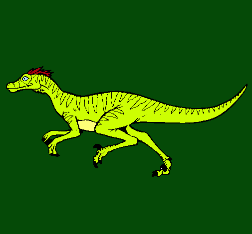 Velociraptor