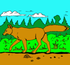 Dibujo Coyote pintado por jairo