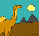 Dibujo Camello pintado por ANDRES