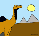 Dibujo Camello pintado por MORUSA