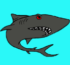Dibujo Tiburón pintado por robin