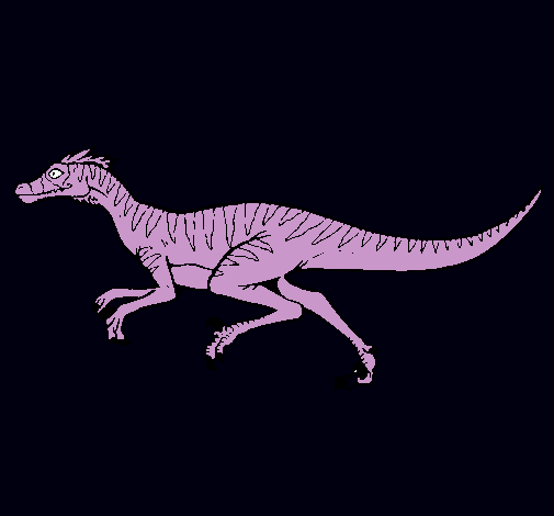 Velociraptor