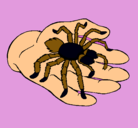 Dibujo Tarántula pintado por tarantulajajajajaja