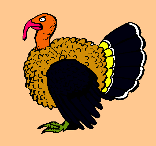 Pavo 