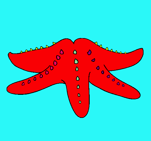 Estrella de mar