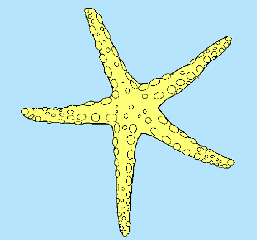 Estrellita de mar