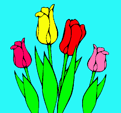 Tulipanes