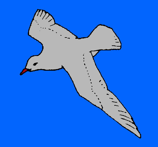 Gaviota