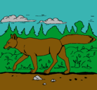 Dibujo Coyote pintado por tyrone
