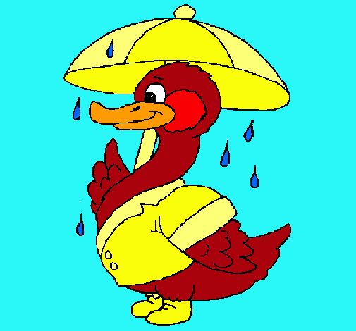 Pato bajo la lluvia