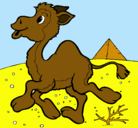 Dibujo Camello pintado por jauregui