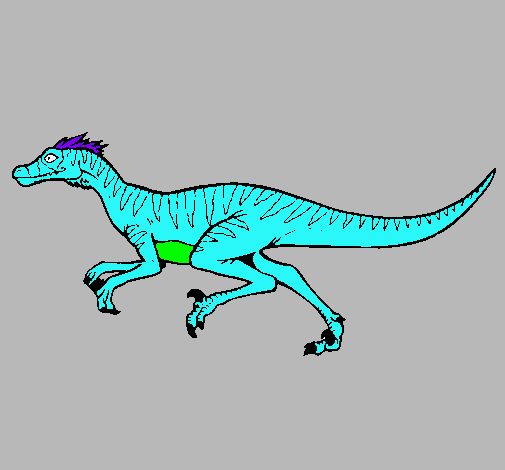 Velociraptor