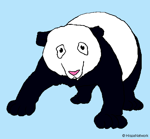 Oso panda