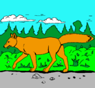 Dibujo Coyote pintado por rodrigo