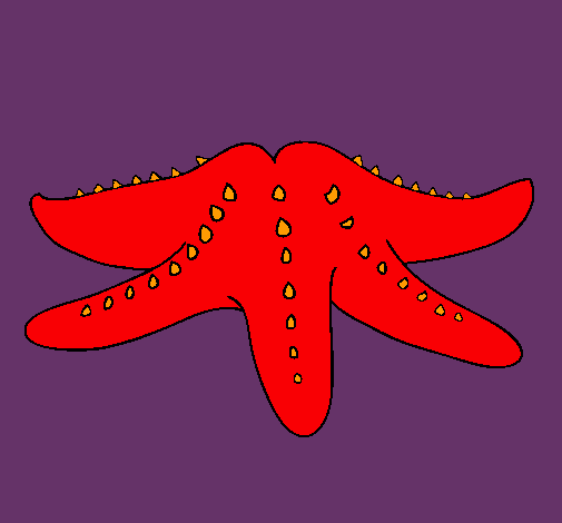 Estrella de mar