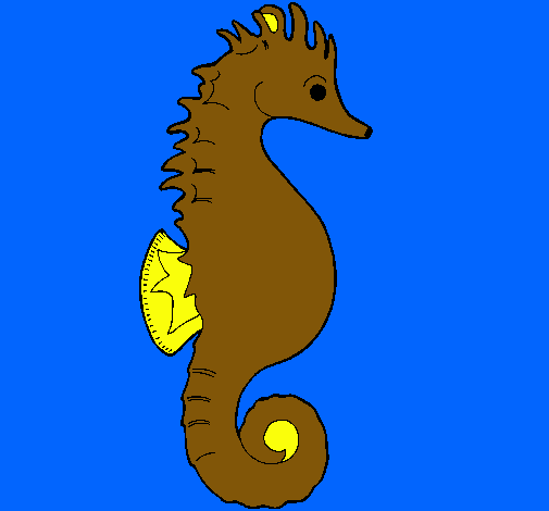 Caballito de mar