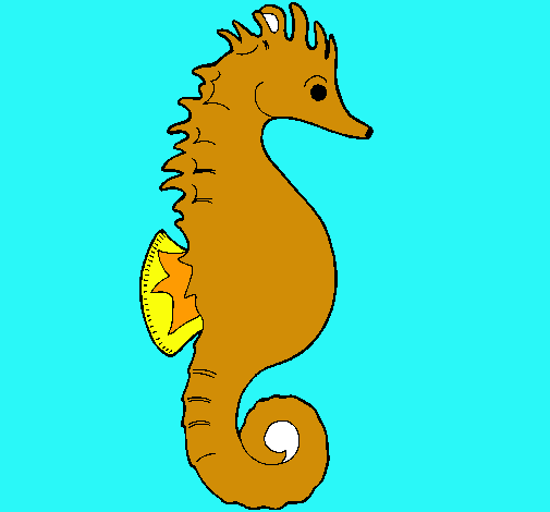 Caballito de mar