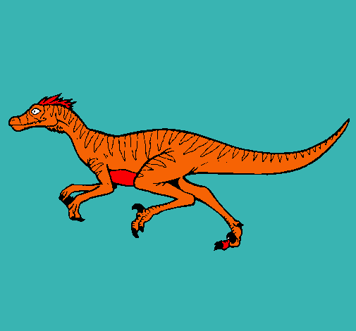 Velociraptor