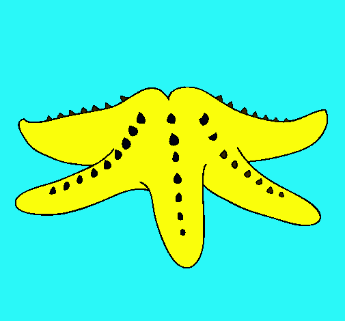 Estrella de mar