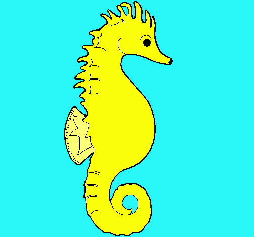 Caballito de mar