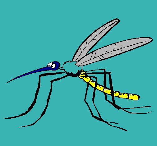 Mosquito