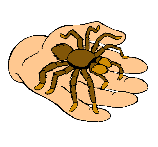 Tarántula