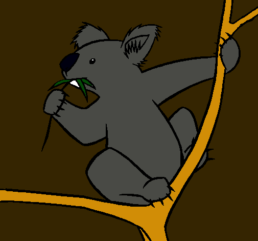 Koala