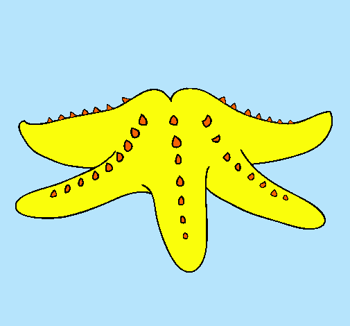 Estrella de mar