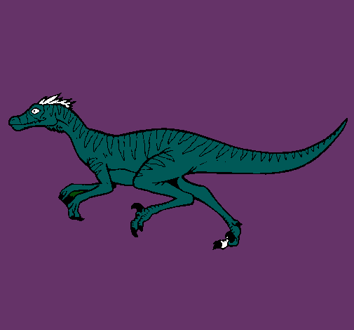 Velociraptor