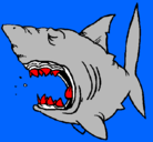 Dibujo Tiburón pintado por lisandro