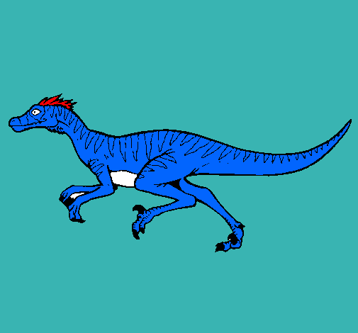 Velociraptor