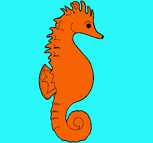 Caballito de mar