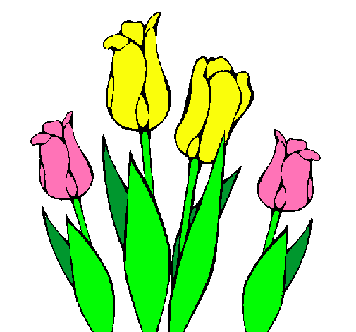 Tulipanes