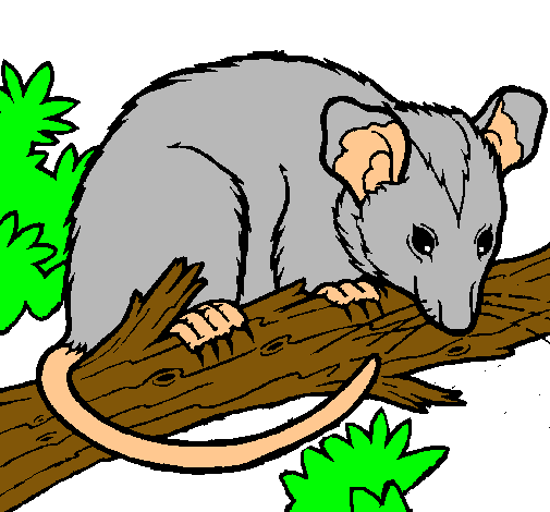 Ardilla possum