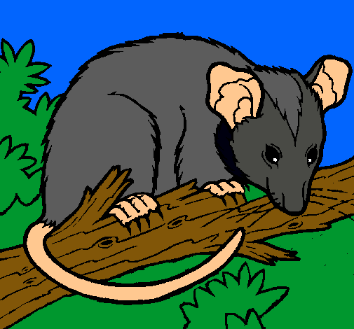 Ardilla possum