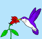 Dibujo Colibrí y una flor pintado por Picaflor