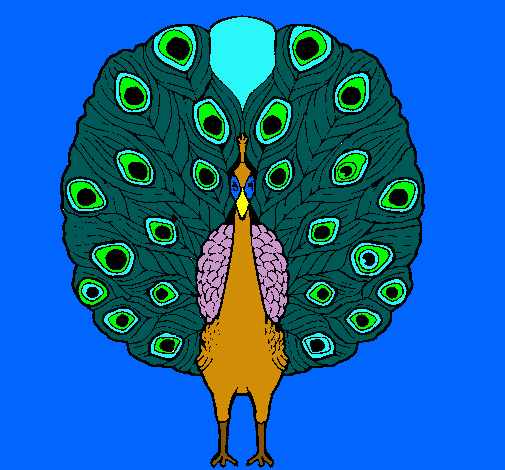 Pavo real