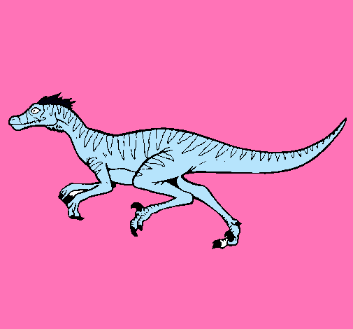 Velociraptor