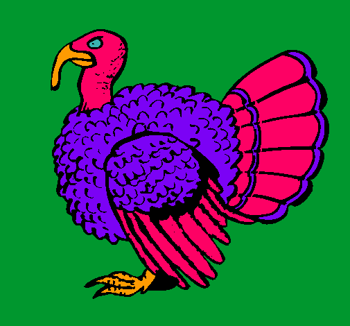 Pavo 