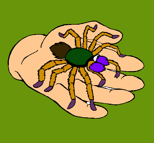 Tarántula